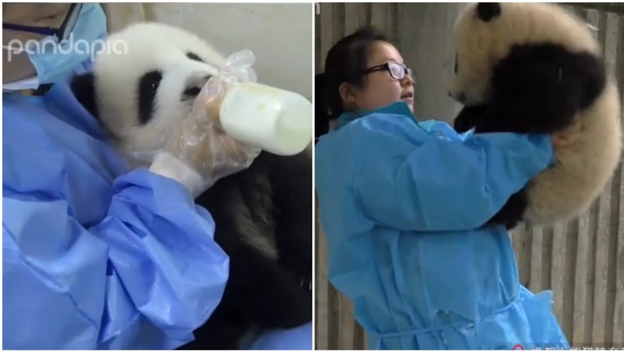 Nanny Mei always Enjoying Talking With Naughty Baby Pandas  🐼🐼 🥰|CutePandaCubs| Panda HappyLand