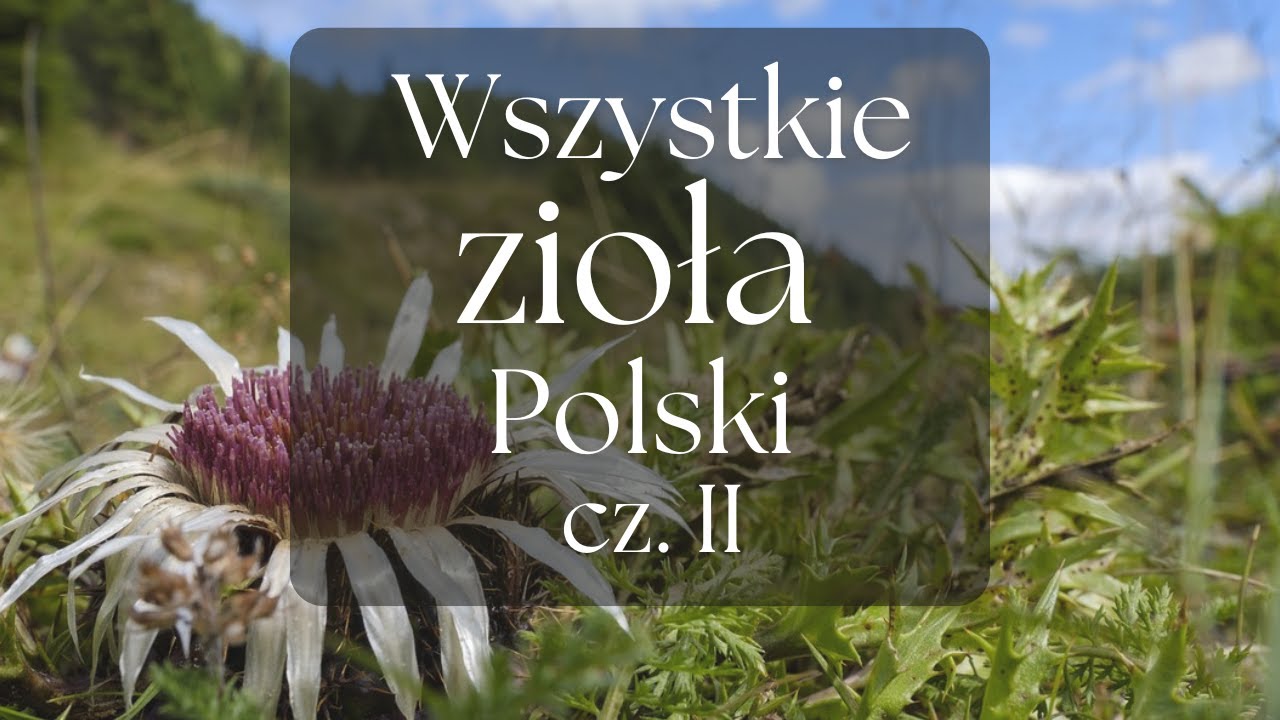 Wszystkie zioła Polski cz. II - Prezentacja gatunków | Podcast Botaniczny nr 19