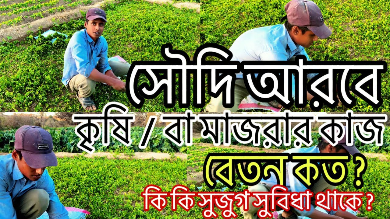 সৌদি আরবের কৃষি বা মাজরার কাজ | কত রিয়েল ইনকাম করতে পারবেন প্রতি মাসে ?| Saudi Arabia Agricultural