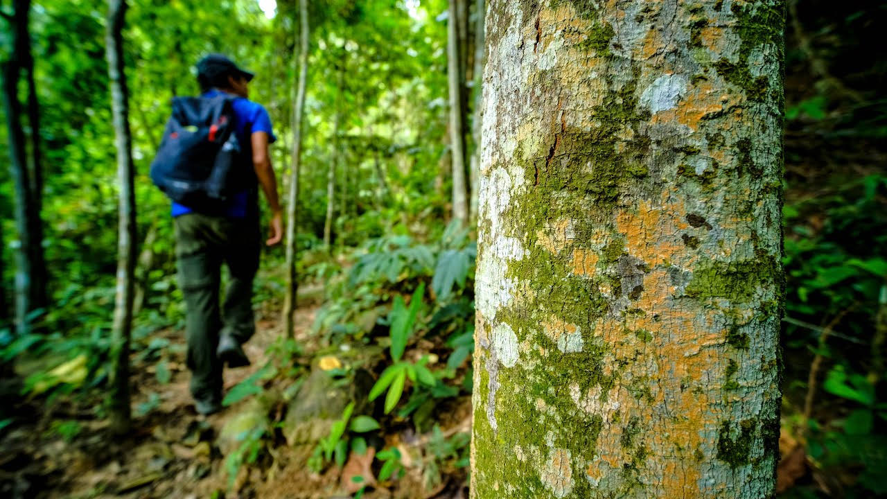 Hiking alone via Bukit Indah trail to the top of Bukit Mertajam hil &l exit via Taman Kuari.