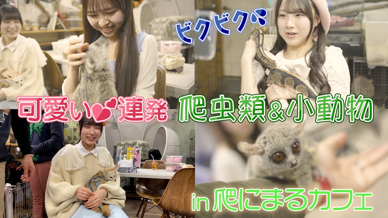 【爬虫類&小動物】【たいつき】爬にまるカフェで可愛い連発