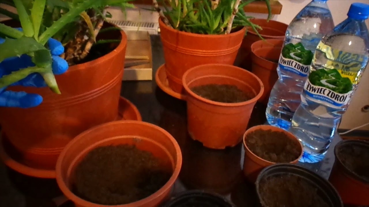 Aloes przesadzamy nowe odnóżki