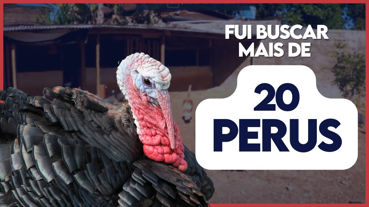 Buscando PERUS para iniciar uma CRIAÇÃO no Criatório Neves