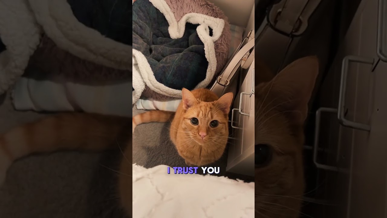 🐾 What Your Cat&rsquo;s Slow Blink Really Means