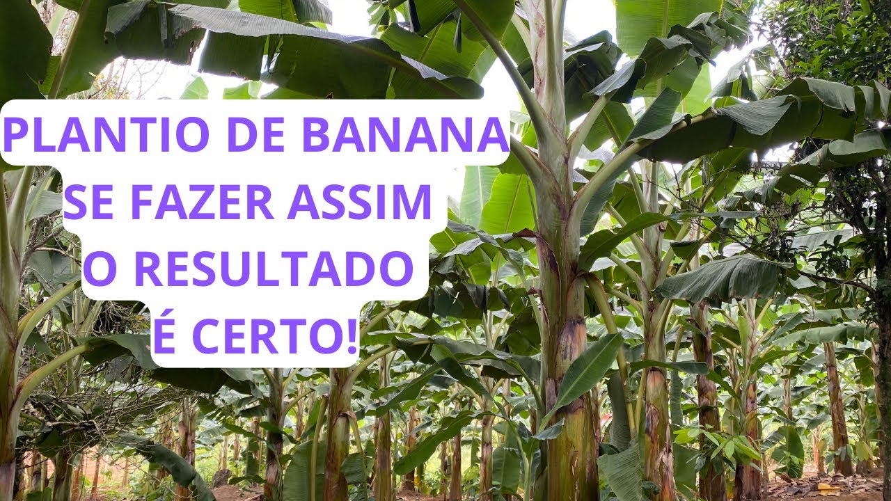 COMO TER SUCESSO PLANTANDO BANANA | É FÁCIL PLANTAR BANANA| COMO GANHAR DINHEIRO COM BANANA
