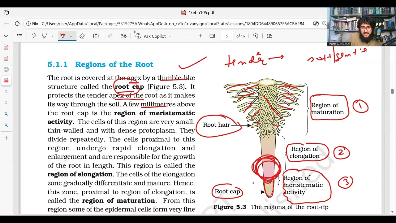 Morphology of flowering plants lec no. 3 NCERT Biology Line by Line for NEET Concept Mastery!