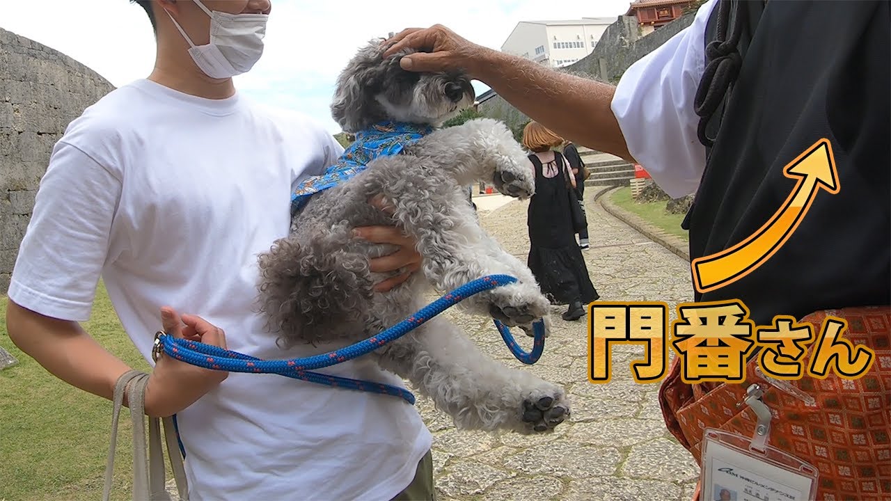 愛犬が首里城でスタッフのハートをつかむ！【ミニチュアシュナウザー】