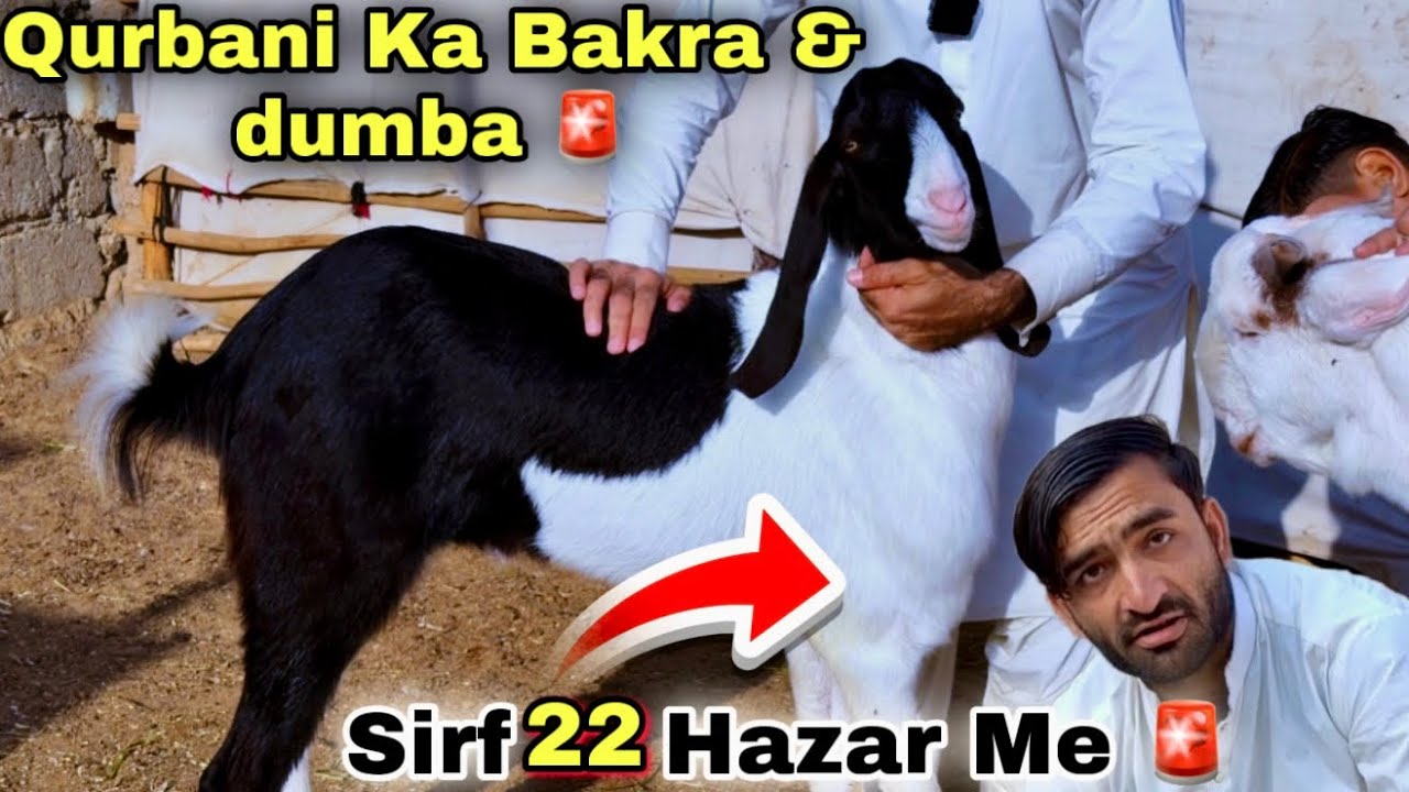 Asad Goat Farm Back 😍 | Qurbani 2026 Ka Sastay Bakra & Dumba | Bacho Wali Bakriyan | Bakra Mandi 