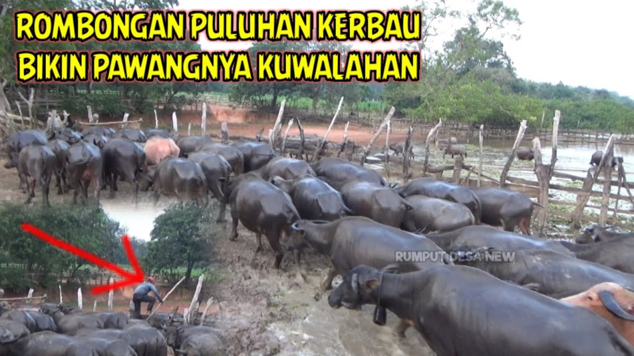 ROMBONGAN PULUHAN KERBAU RAWA MASUK KANDANG MEMBUAT KETAR KETIR SANG PAWANG HANDAL