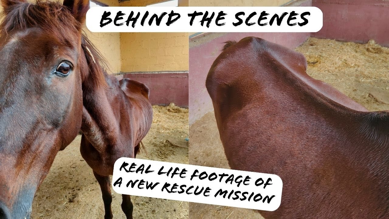 The First Week Of Rescuing Phoenix (UNCUT/RAW FOOTAGE) | Tenerife Horse Rescue