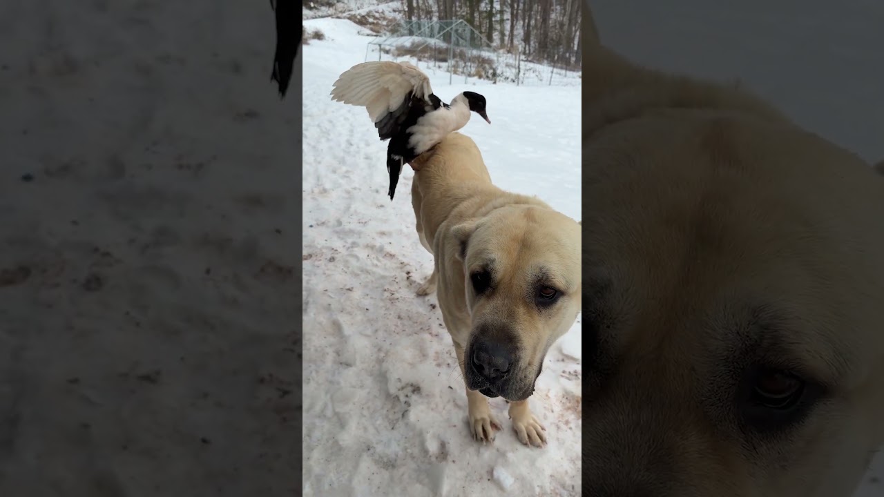 Duck perches on Aslan's back #narrowayhomestead #livestockguardiandog #aslandog #muscovy #perched