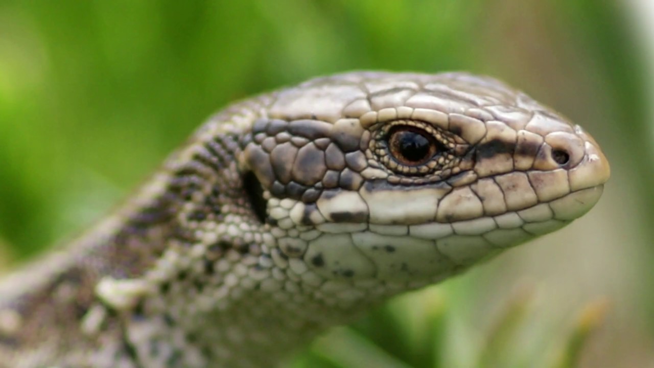 Naturalistes et chercheurs au chevet du lézard vivipare