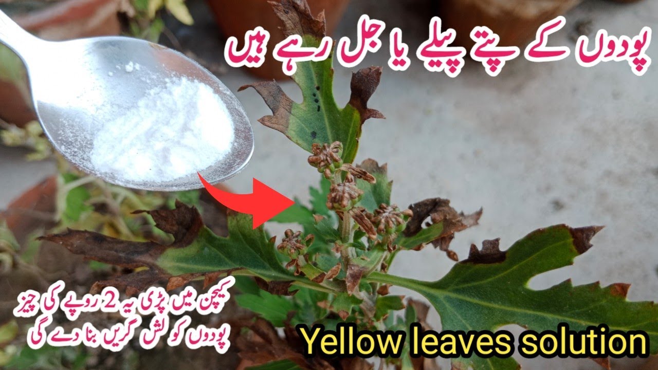 Use this item in your kitchen on plants  | yellow leaves solution.