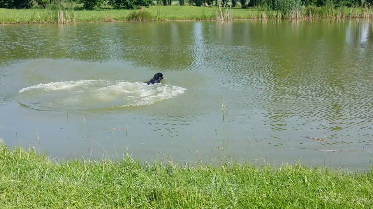 Addestramento riporto Labrador Retriever