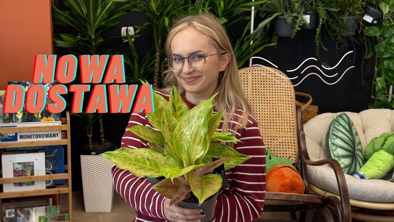 Philodendron Spiritus Sancti ✨ Hoja Imbricata | Hoja Endauensis | Monstera Frozen Freckles i  SZAŁ🌵