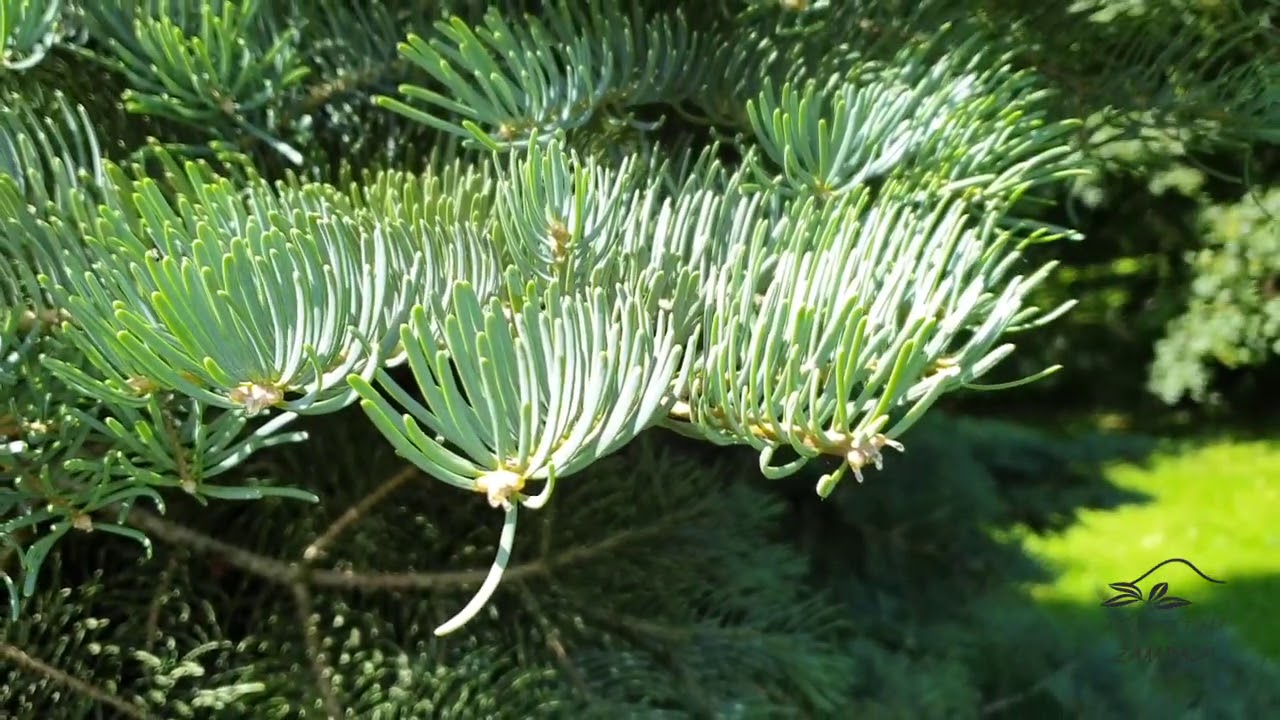 Abies concolor jedle oj&iacute;něn&aacute;