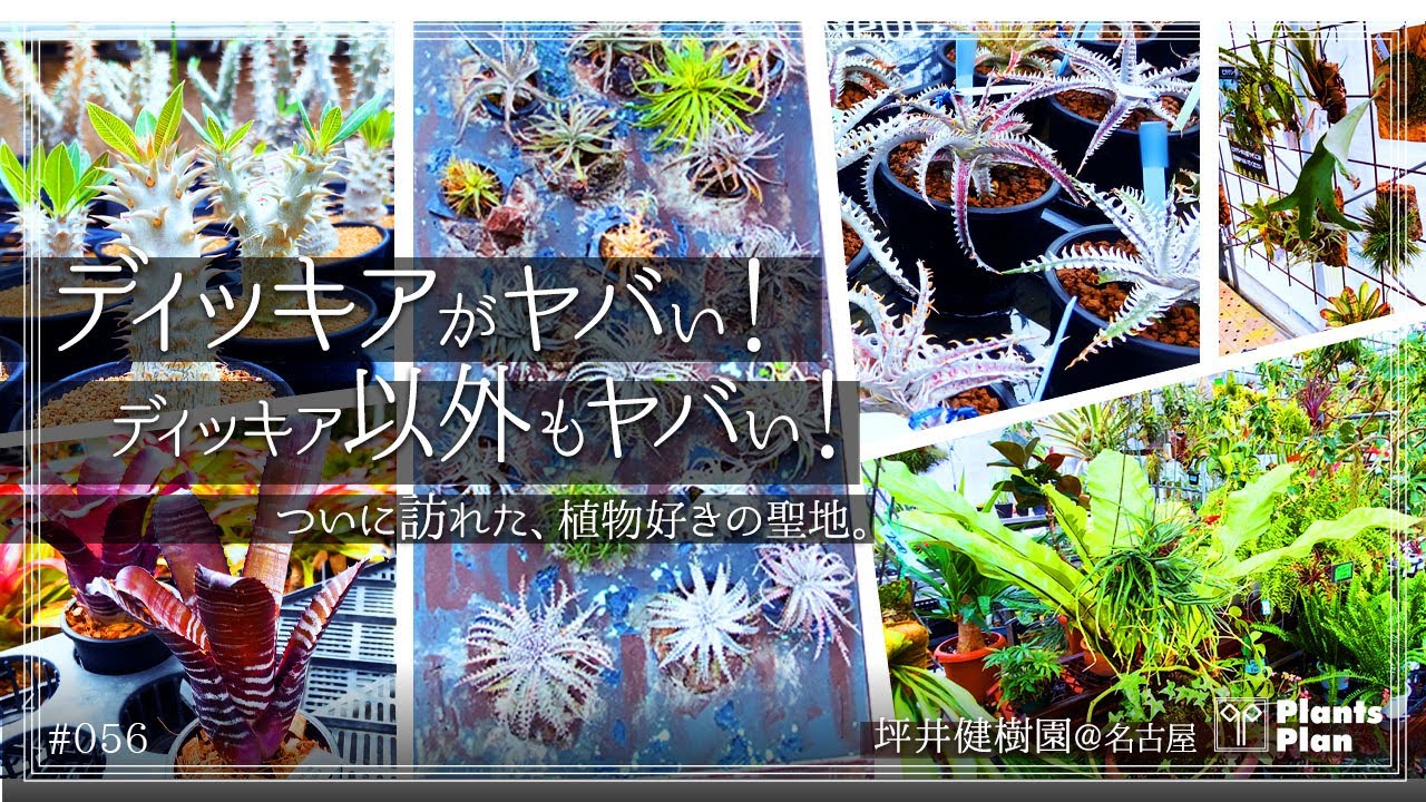 #056 【植物店巡り】ディッキアがヤバい！ディッキア以外もヤバい！ついに訪れた、植物の聖地(坪井健樹園 名古屋)
