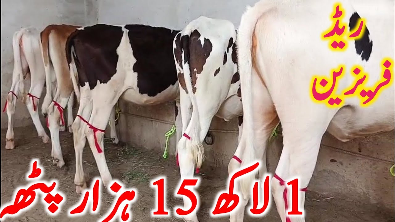 HF Hiefers For Sale | Jersey Australian Friesian Bachrian | Gondal Mandi Attock ||  Mandi Star