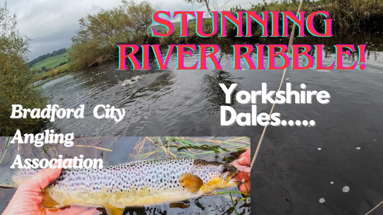 Sublime trout and grayling fishing! River Ribble, at the end of '24 trout season!