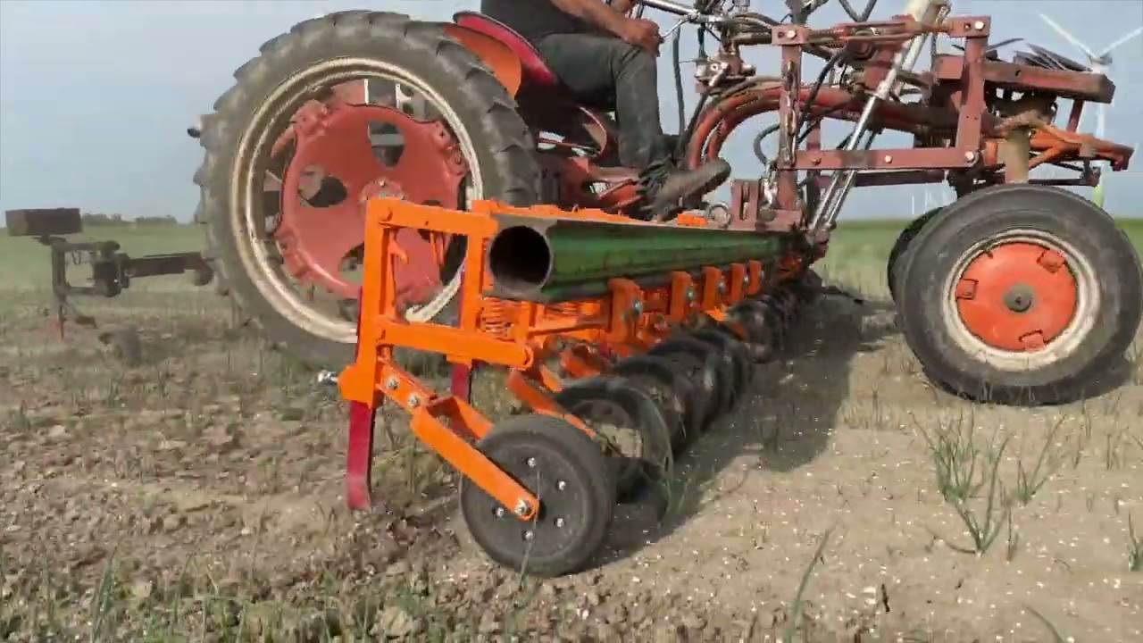 16 juni 2022; Uien schoffelen op Harrysfarm