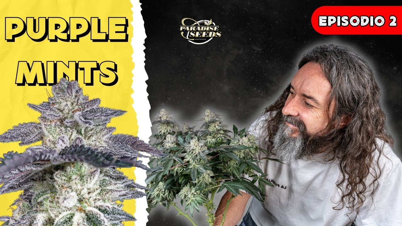 T1-E2: PURPLE MINTS - PARADISE SEEDS | FLORANDO EN FUMILIA