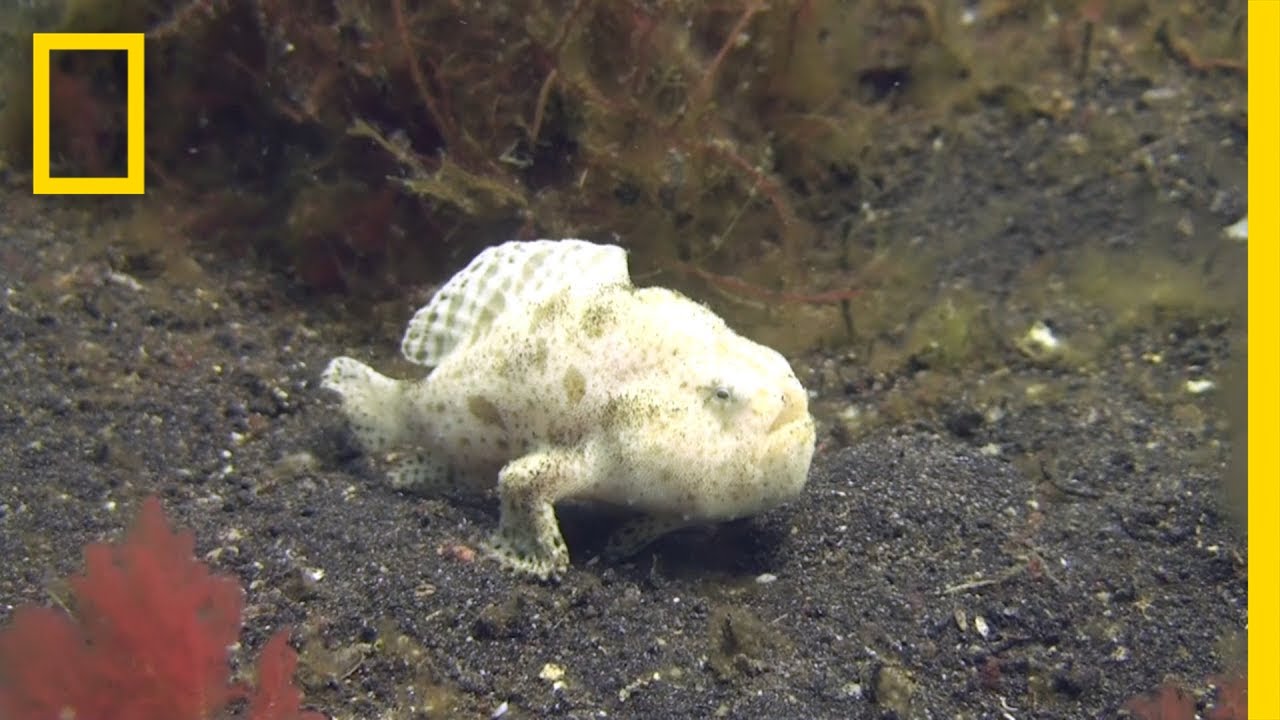 Watch: This Fish 'Walks' on the Seafloor | National Geographic