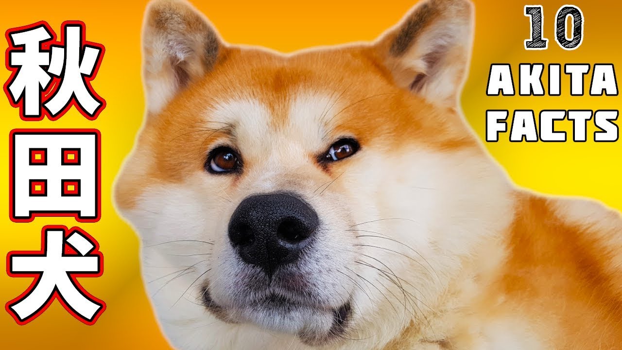AKITA INU - 10 Facts About My Japanese Akita Dog | 秋田犬