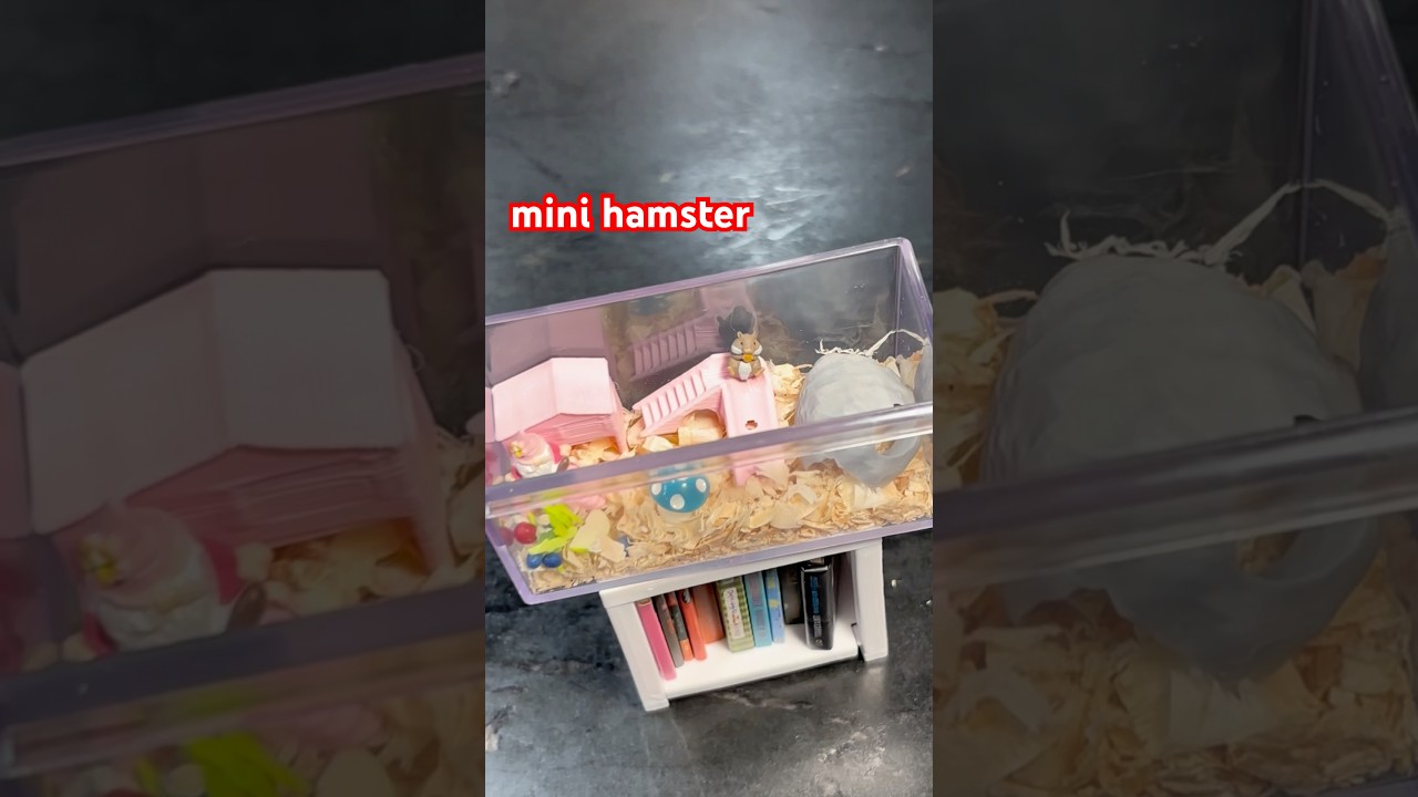 Let&rsquo;s upgrade my mini hamster cage 🐹