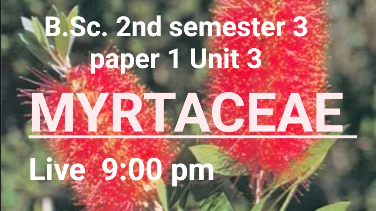 family Myrtaceae