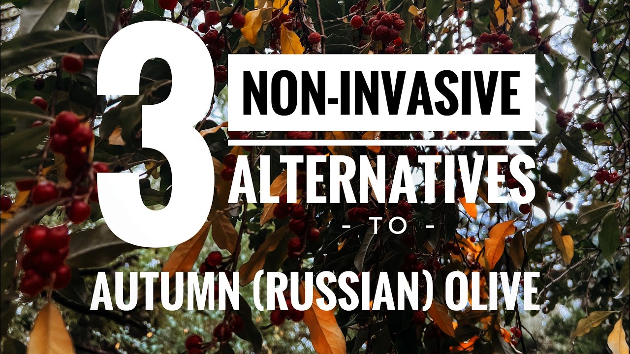 The 3 Non-Invasive Alternatives to Autumn Olive Every Permaculture Grower Needs