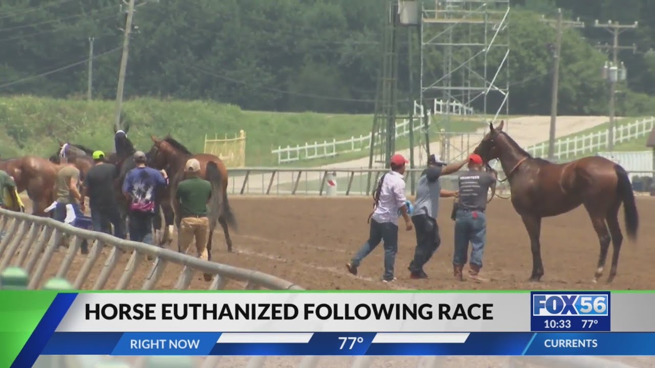 Report: Horse euthanized following race at Ellis Park