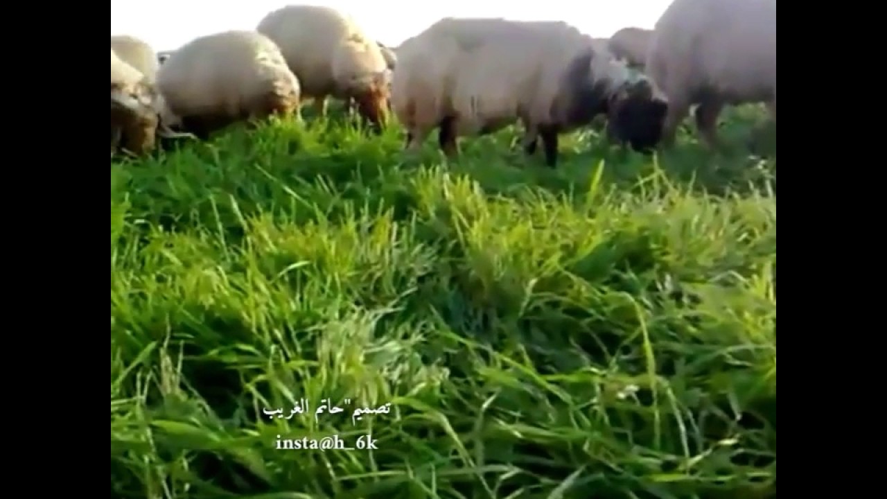 ربابه