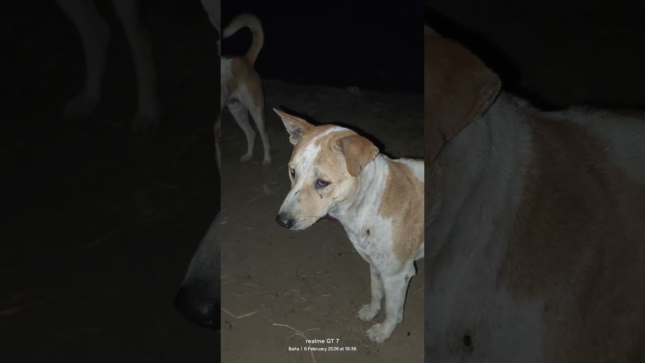 The FUNNIEST Dogs Around the World! 2026 Compilation 🤣