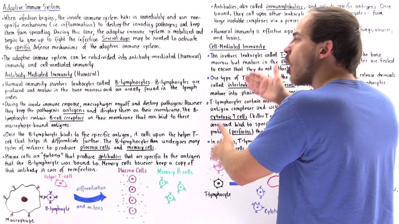 Adaptive Immune System