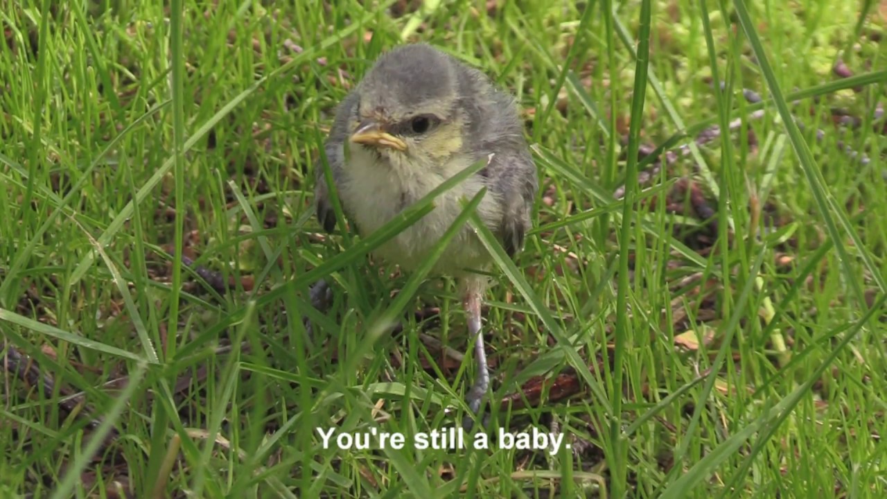 Linnunpoikanen oli pudonnut pesästä - The Fledgling Had Fallen From The Nest Haukipudas Siikasaari