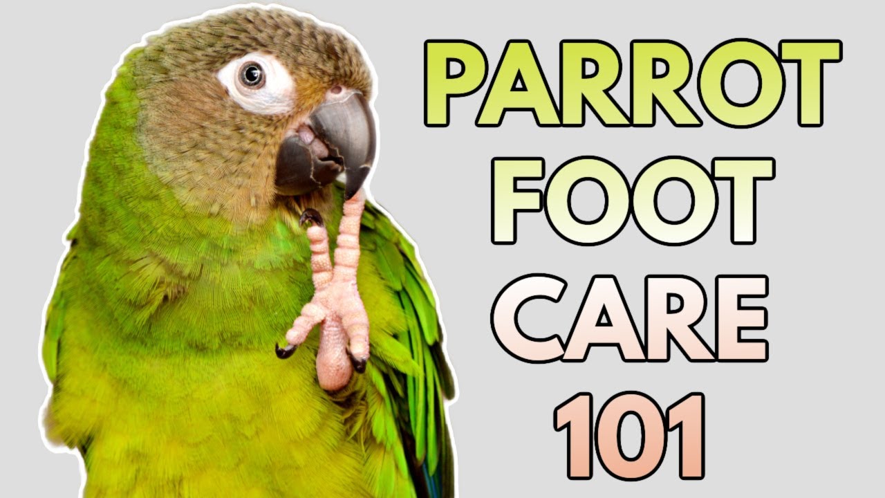 Parrot Foot Care | Everything You Need to Know!