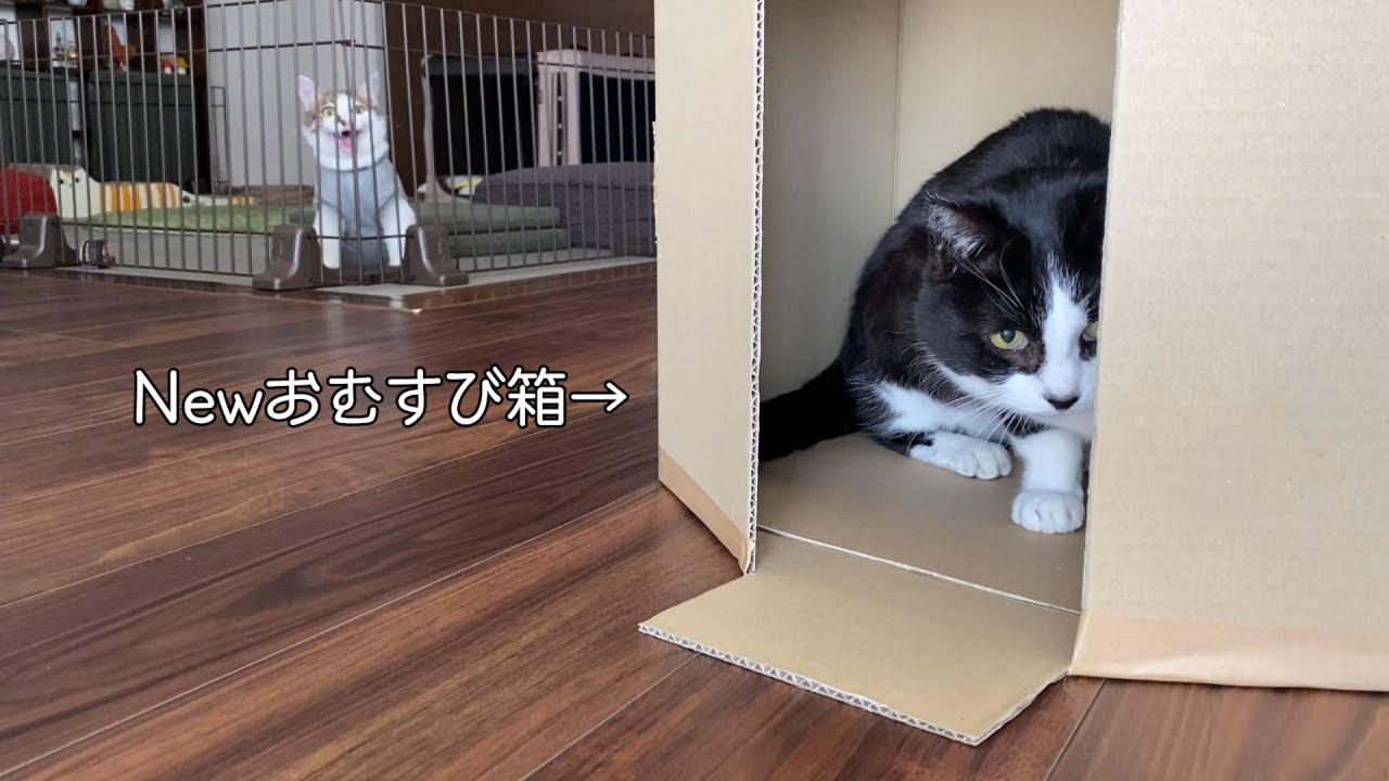 エースくん本譲渡へ、そしてひとつのおもちゃで交互に遊ぶ猫たち【二本足のエースくんトライアル日記】