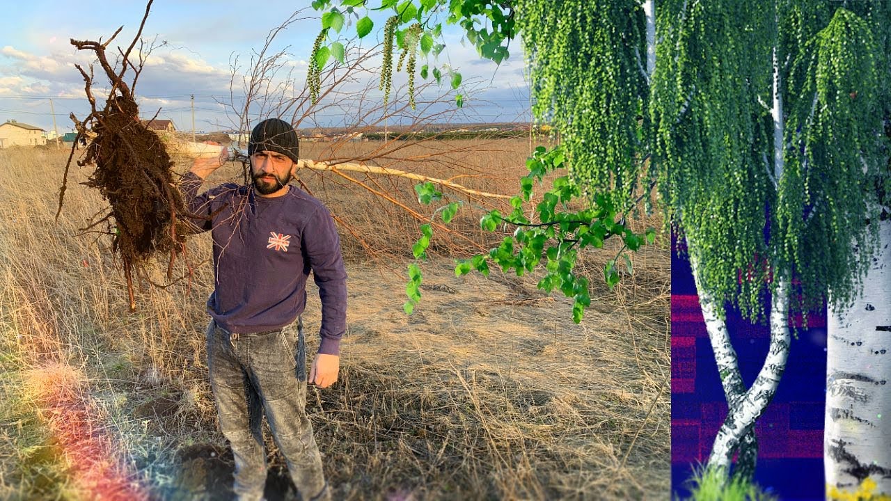 Какие деревья посадить возле дома , Сажаем берёзу ! Посадка берёзы , СОЖАЕМ СОСНУ
