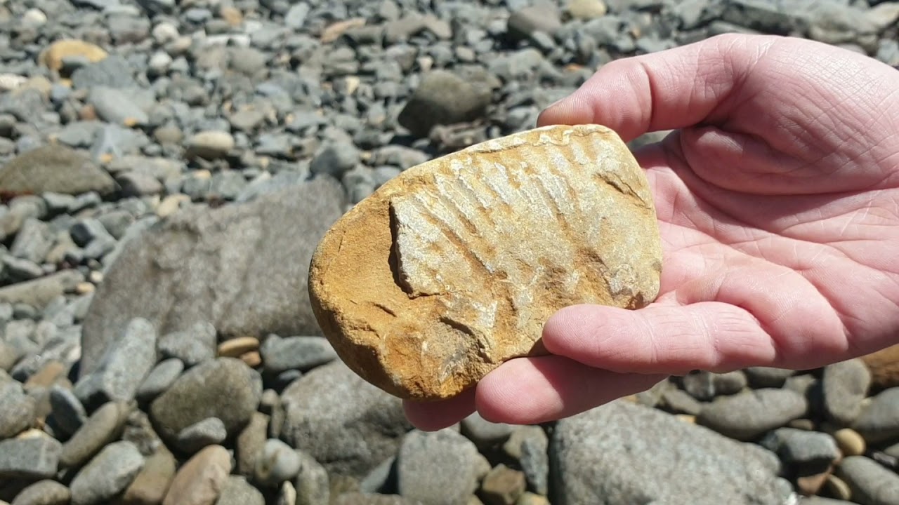 Fossil hunting at Bearreraig Isle of Skye Scotland 16th May 2021