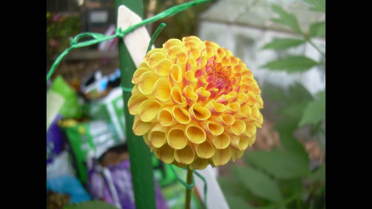 Mid Autumn 2022 in Geoff & Heather's dahlia garden