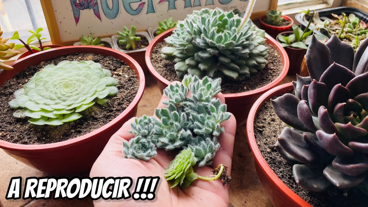 REPRODUCCIÓN y TRASPLANTES de Suculentas 🌱