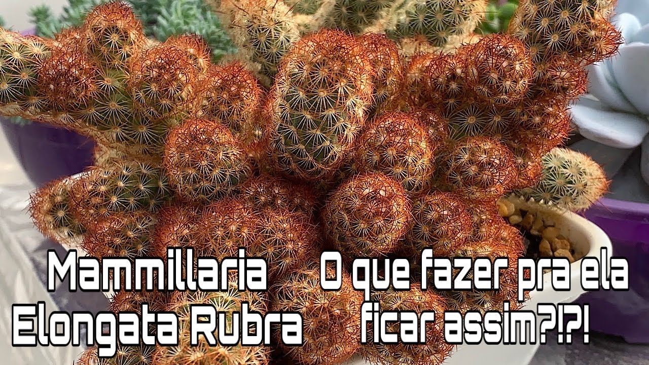 Cacto Dedo de Dama | Mammillaria Elongata Rubra