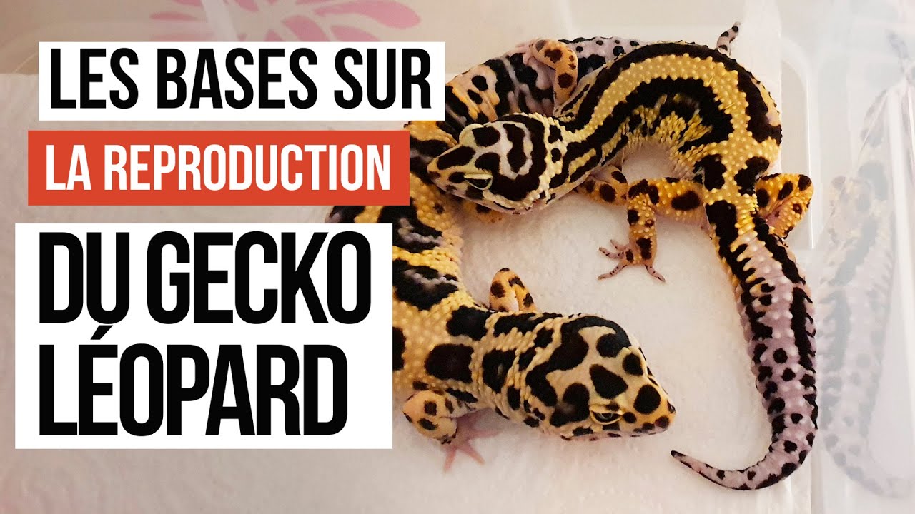 REPRODUCTION gecko léopard - Les femelles sont pires que des poules!