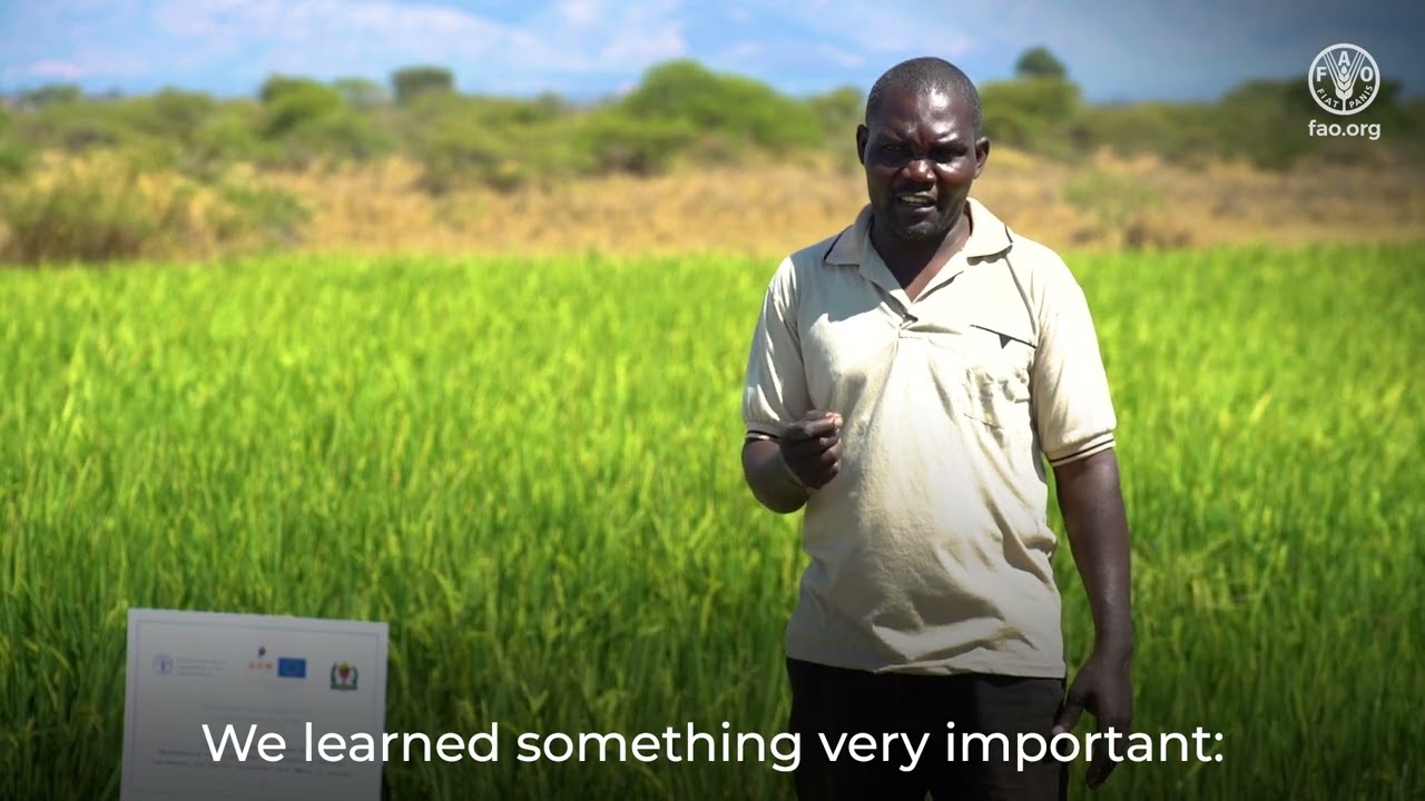 System of Rice Intensification (SRI): Producing more with less