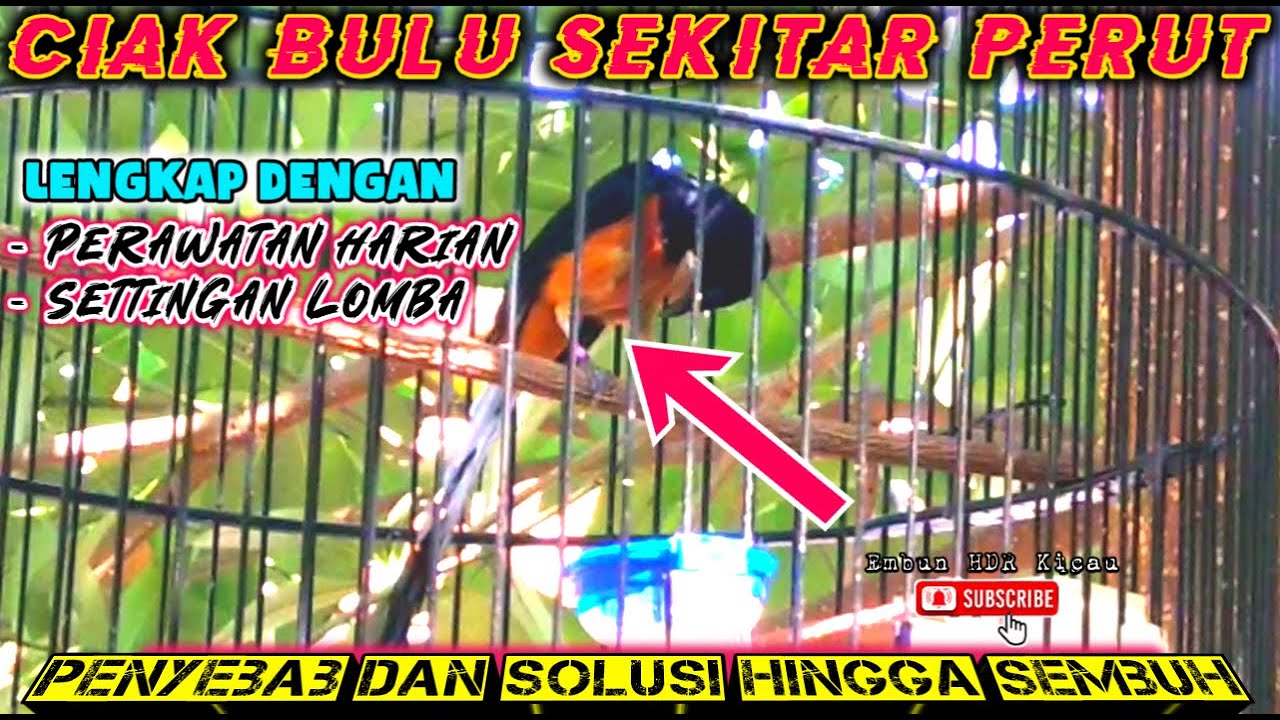 AKHIRNYA KETEMU❗PENYEBAB DAN MENGATASI MURAI BATU CABUT BULU PERUT Jamin sembuh dan siap lomba❗