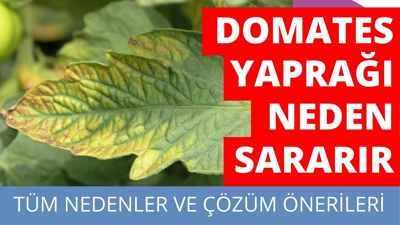 DOMATES YAPRAKLARI NEDEN SARARIR