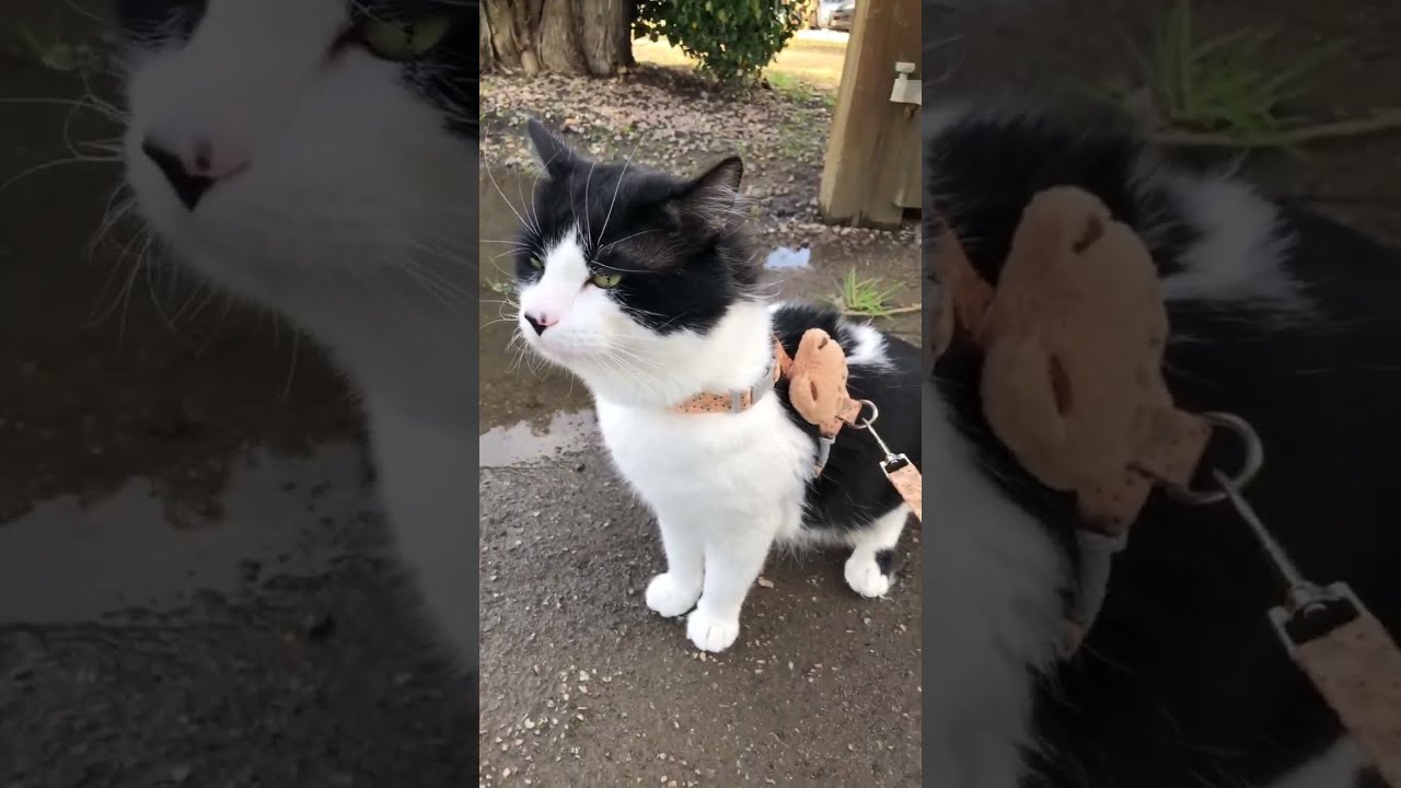 Kiyoji The Cats is live - Can Yuji Get Across the Large Puddle ? 