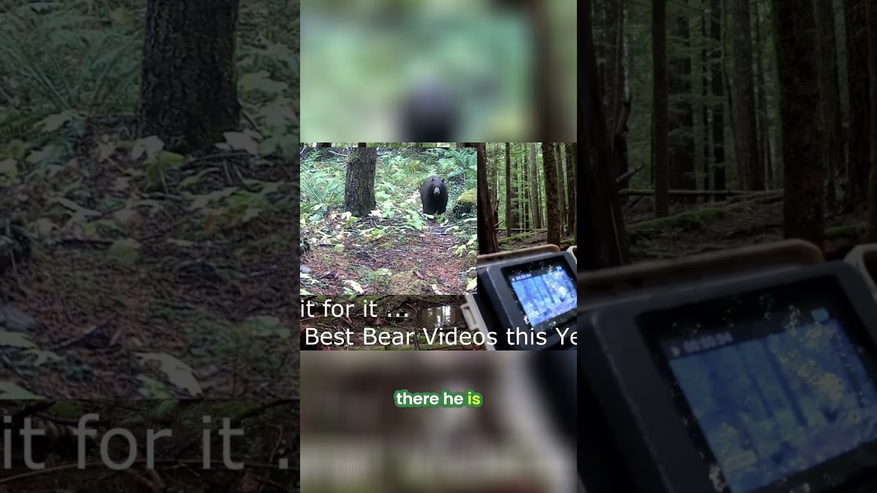Brown Nose Bear DESTROYS Cameras - Again! 