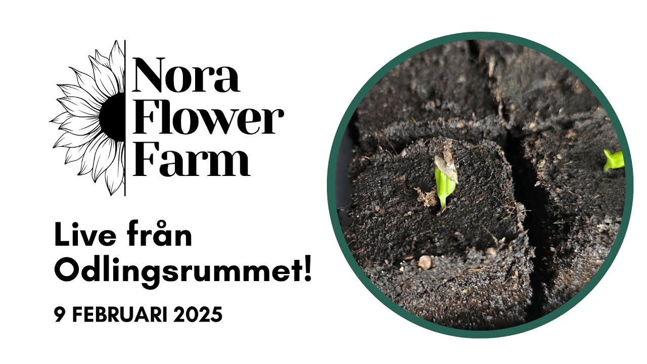 Nora Flower Farm Live från odlingsrummet! Härdiga annueller och perenner till snitt i full gång!