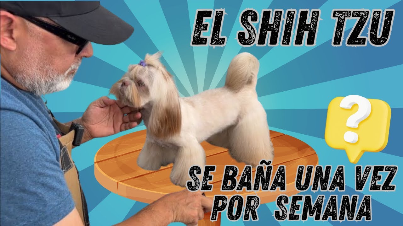 el Shih Tzu DEBE BAÑARSE una vez POR SEMANA | AQUÍ LOS MOTIVOS